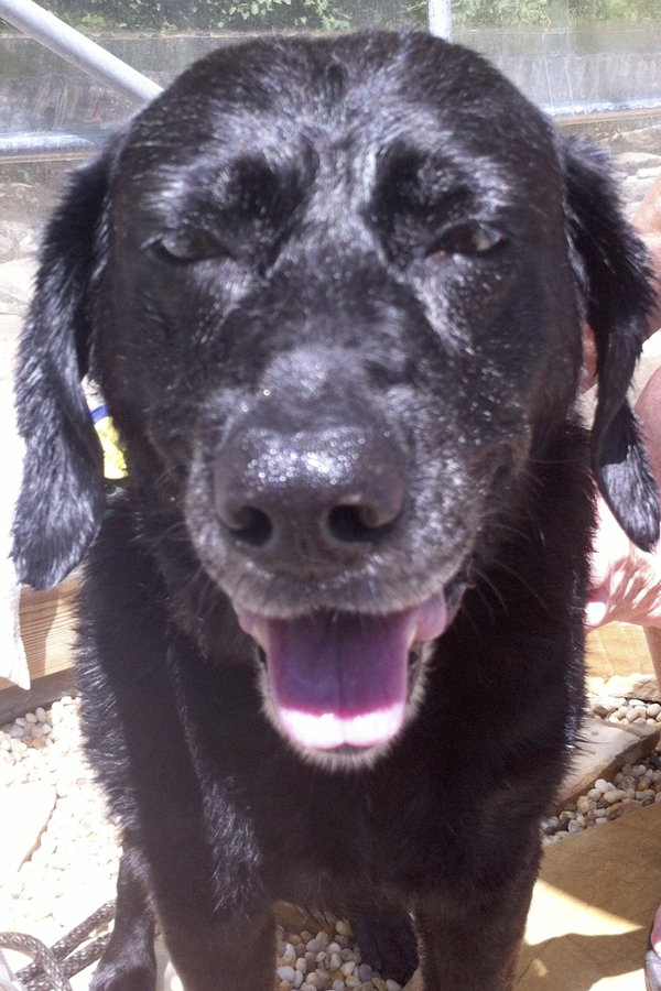 Black Lab Bits